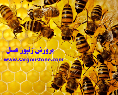 پرورش زنبور عسل