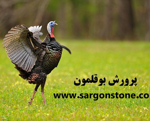 پرورش بوقلمون
