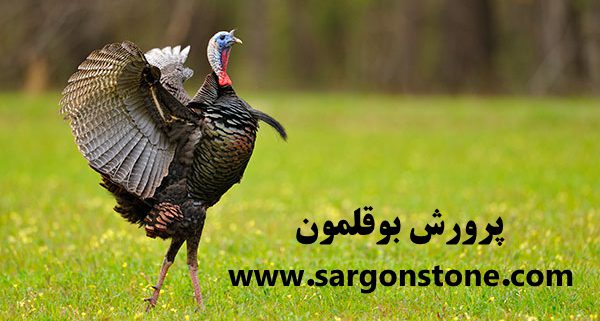 پرورش بوقلمون