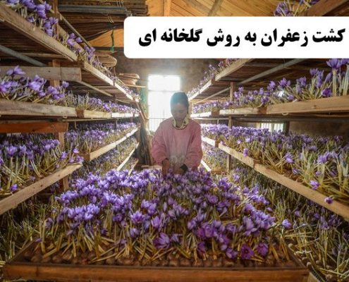 ✔️ کشت زعفران به روش گلخانه ای ✔️ سرمایه گذاری ✔️ مشکلات کشت زعفران به روش گلخانه ای ✔️ کشت زعفران بدون خاک  ✔️ کاشت سنتی زعفران ✔️ کشت زعفران به روش هیدروپونیک ✔️ کشت زعفران به روش آیروپونیک